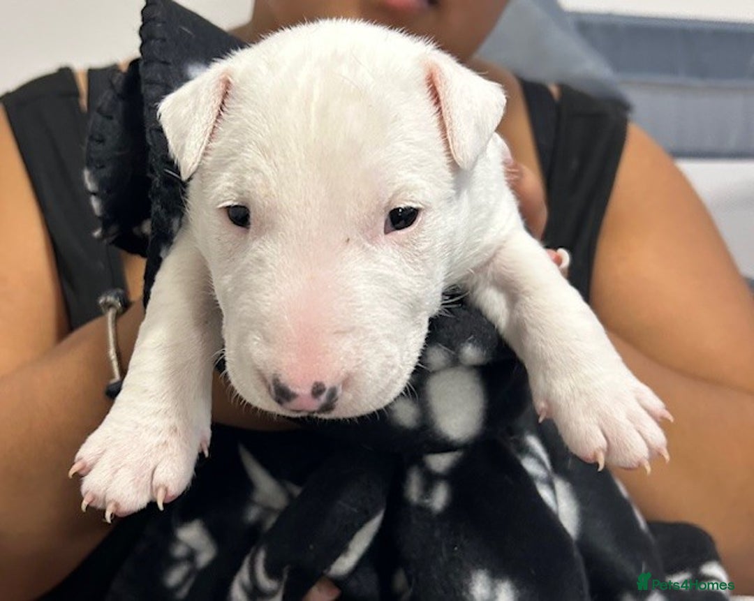 Bull Terrier dogs for sale: Bull Terrier Puppies - Image 6