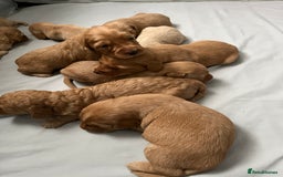 Mixed Breed dogs for sale: 10 gorgeous labradoodle pups - Image 8