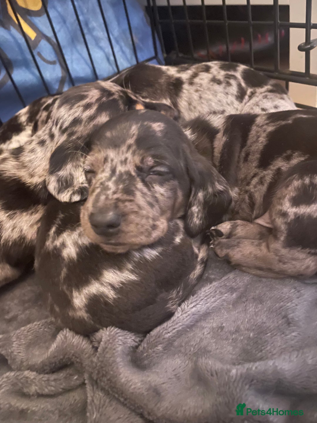 Dachshund dogs for sale: Beautiful Merle Dachshund Puppies - Image 6