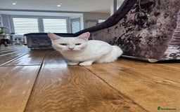 Turkish Angora cats for sale: Beautiful Turkish Angora Kittens - Image 9
