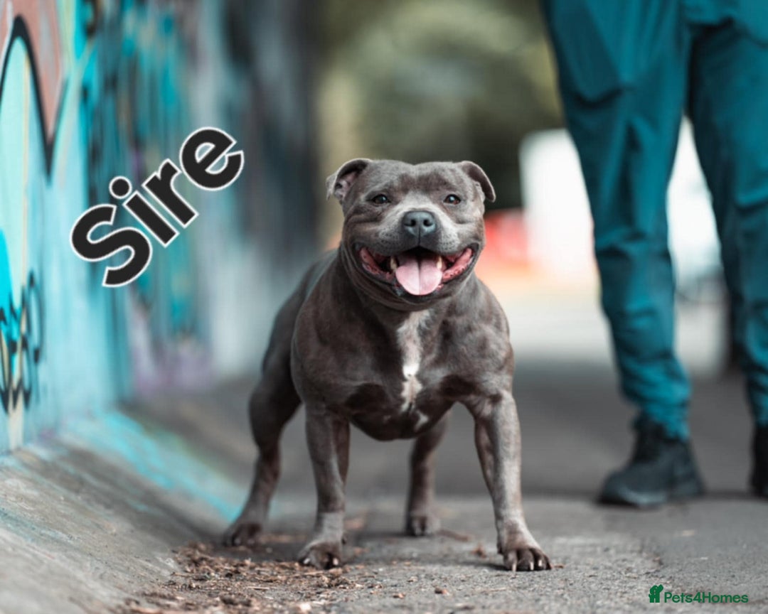 Staffordshire Bull Terrier dogs for sale: Beautiffull KC Staffordshire bull terrier  pups. - Image 4