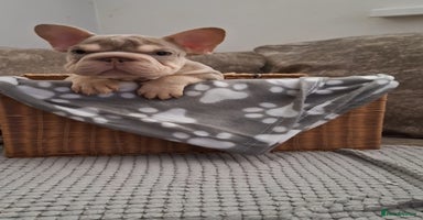French Bulldog dogs - Advert 11