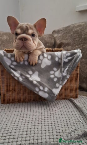 French Bulldog dogs - Advert 3