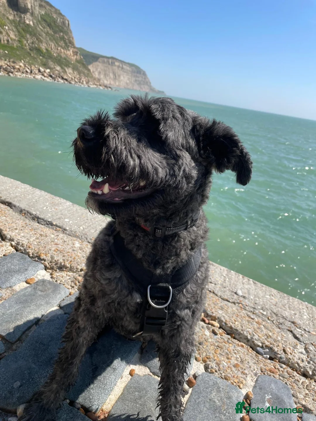 Bouvier Des Flandres dogs for sale: Working 3yr male bouvier des flandres - Advert 8