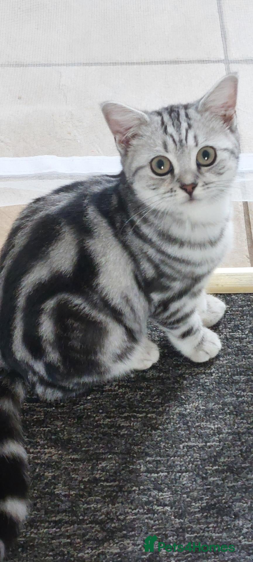 British Shorthair cats BSH silver tabby female, 6 months old.  - Advert 1