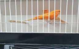 Canaries birds for sale: Canary for sale  - Image 4