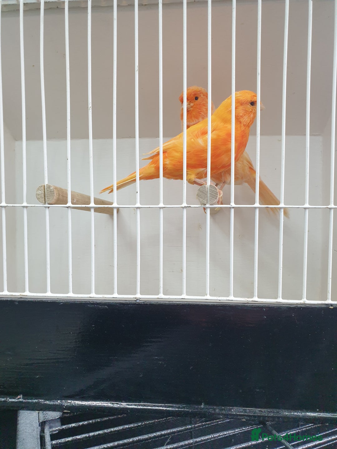 Canaries birds for sale: Canary for sale  - Image 4