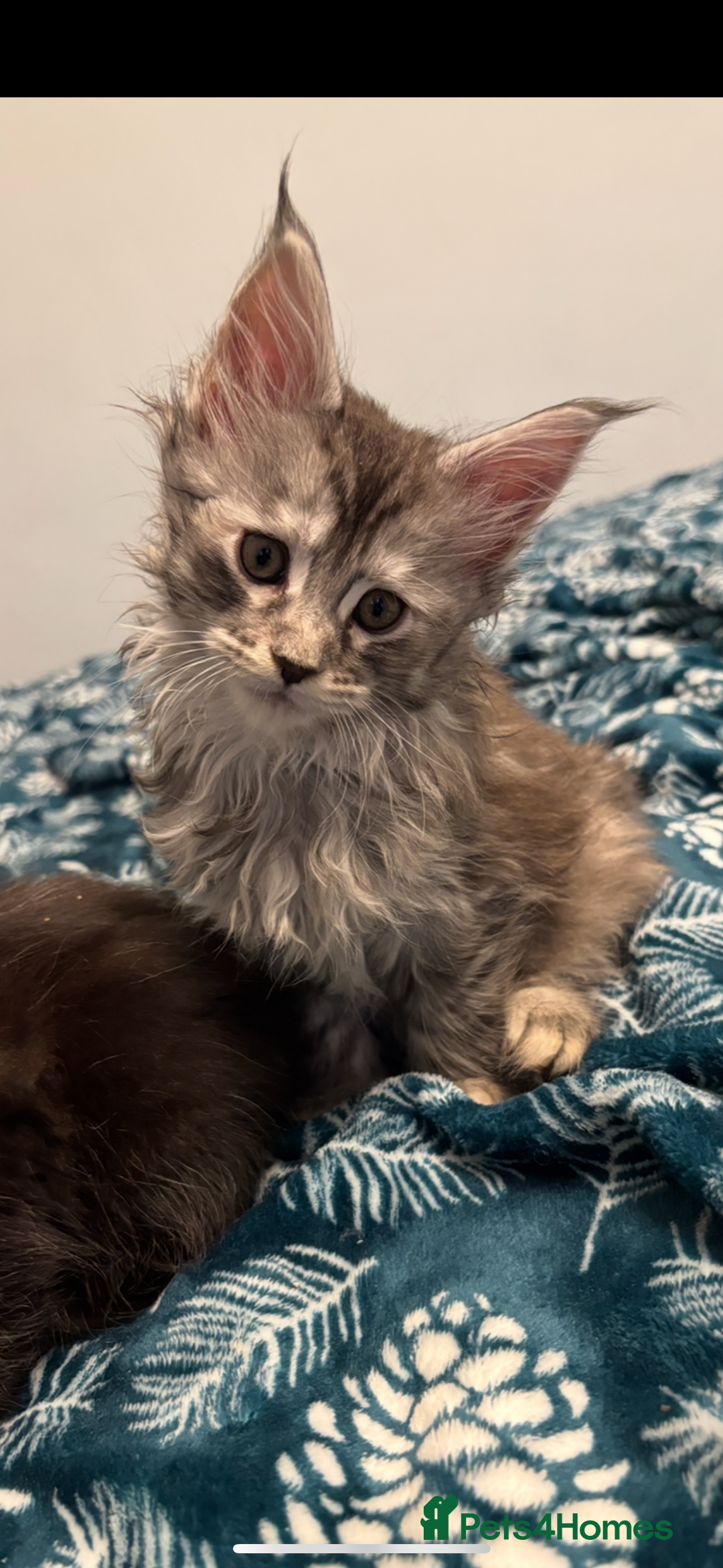 Maine Coon cats for sale: Stunning main coon kittens 🦁 - Advert 4