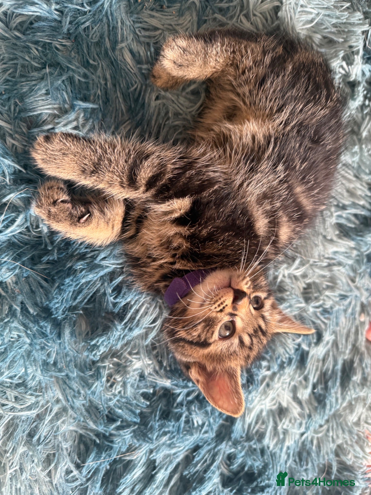 Maine Coon cats Maincoon cross kittens  - Advert 1