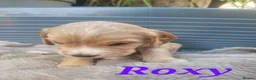 Cocker Spaniel dogs for sale: Beautiful golden working cocker spaniel puppies  - Advert 25
