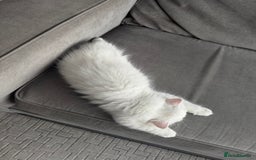 Persian cats for sale: 2 white Gorgeous Persian Boys - Image 9
