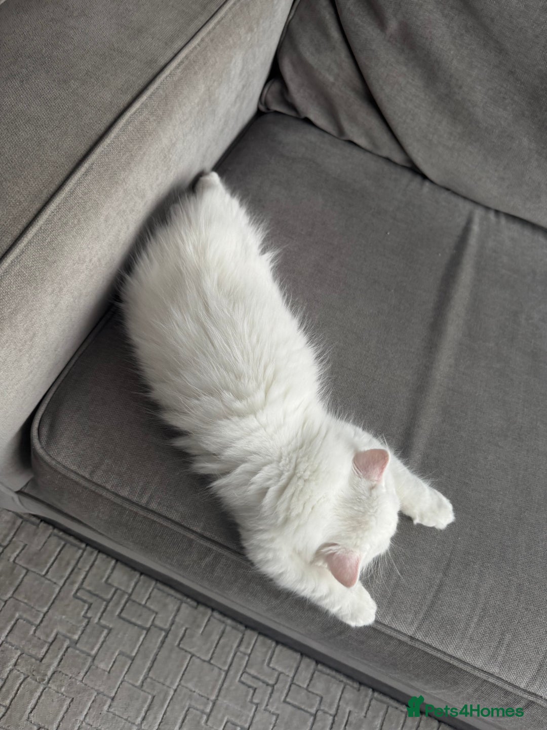 Persian cats for sale: 2 white Gorgeous Persian Boys - Image 9