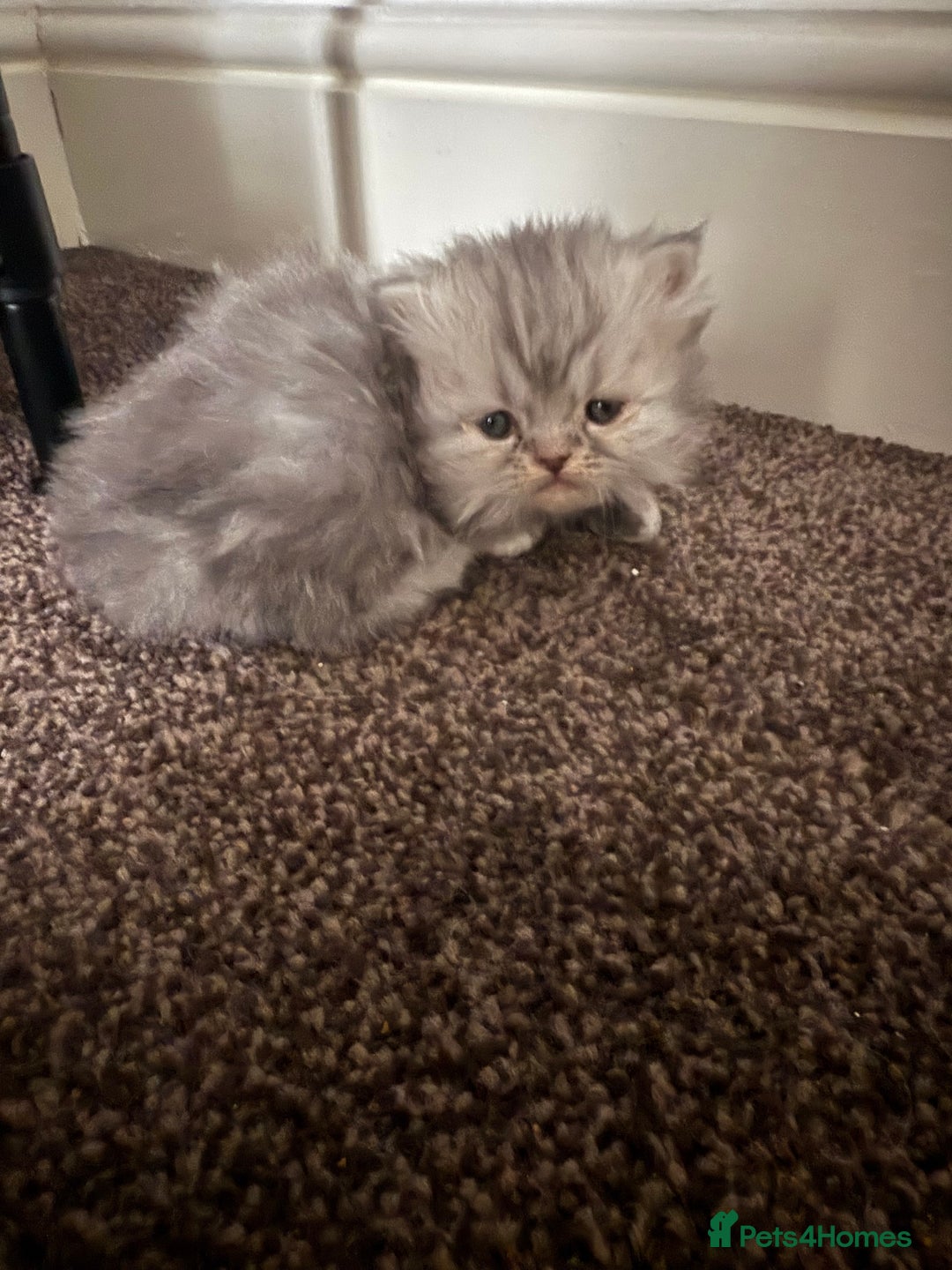 Persian cats for sale: Blue persian kitten  - Advert 18