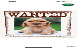 Cockapoo dogs for sale: WANTED! looking for a 1-3 year old female cockapoo - Image 1