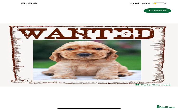 Cockapoo dogs - Advert 3