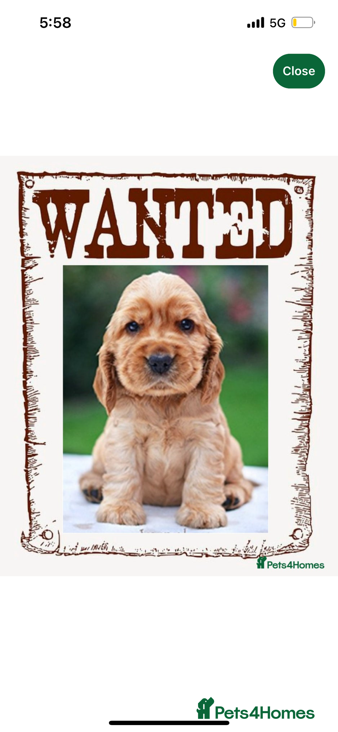 Cockapoo dogs for sale: WANTED! looking for a 1-3 year old female cockapoo - Image 1