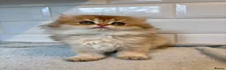British Longhair cats for sale: Pedigree British longhair golden chocolate black - Advert 11