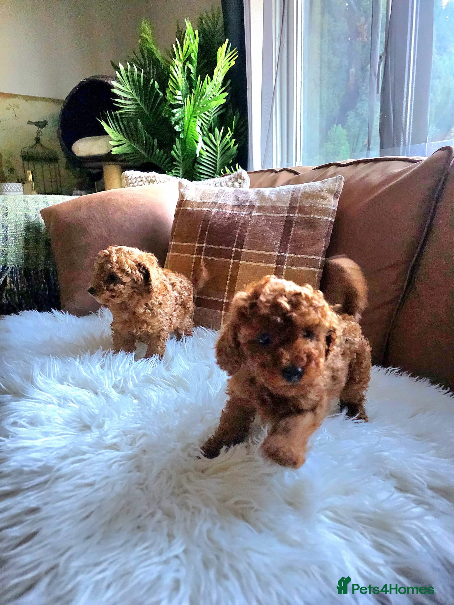 Toy Poodle dogs TINY RED KC PEDIGREE TOY POODLE PUPPIES - Advert 7