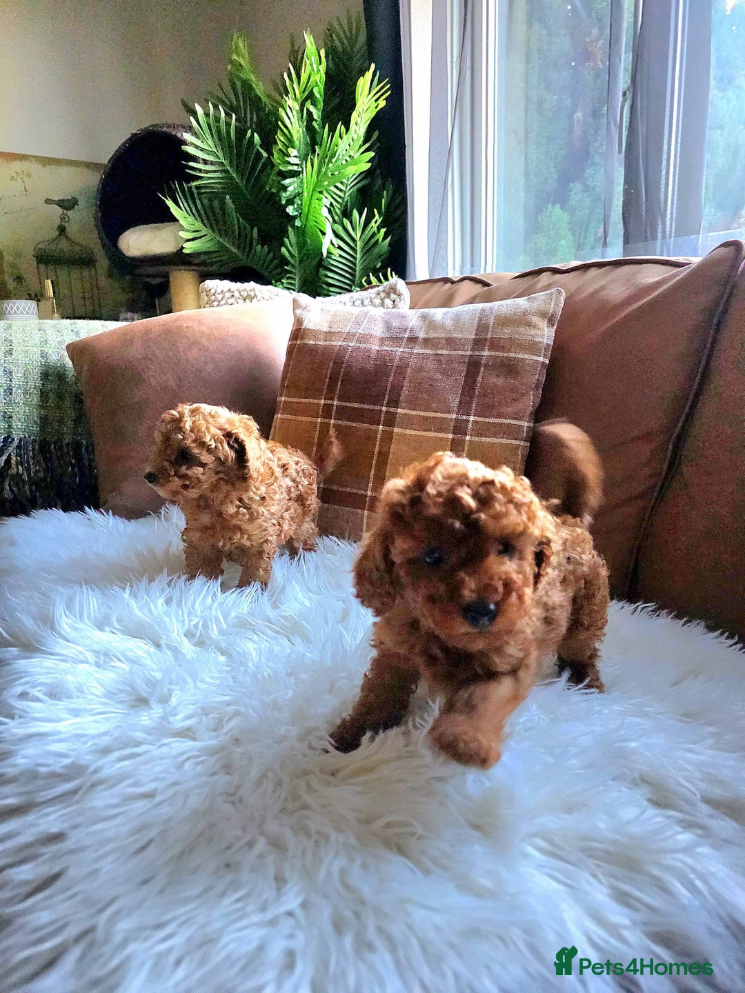 Toy Poodle dogs for sale: TINY RED KC PEDIGREE TOY POODLE PUPPIES - Advert 1