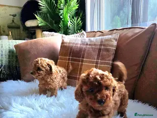 Toy Poodle dogs TINY RED KC PEDIGREE TOY POODLE PUPPIES - Advert 18
