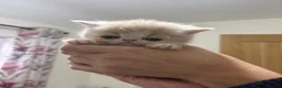 Persian cats for sale: STUNNING PERSIAN KITTENS🩷🩵 - Advert 7