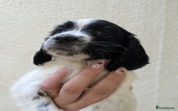 English Springer Spaniel dogs for sale: Speckled boy,playful & kind natured,HEALTH TESTED - Image 16