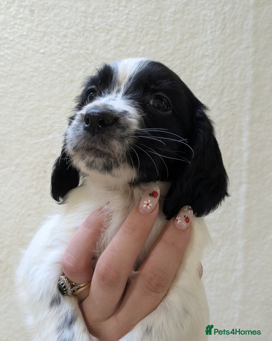English Springer Spaniel dogs for sale: Speckled boy,playful & kind natured,HEALTH TESTED - Image 16