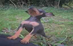 Miniature Pinscher dogs for sale: Miniture Pinscher/Prague Ratter  - Image 8
