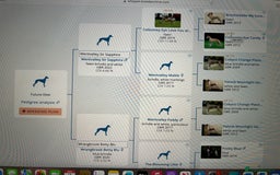 Whippet dogs for sale: A beautiful-well bred litter of small whippets  - Image 16