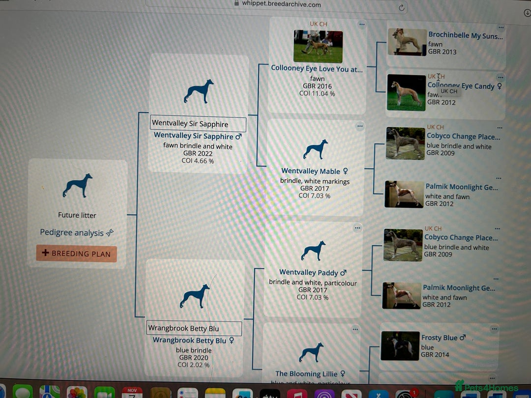 Whippet dogs for sale: A beautiful-well bred litter of small whippets  - Image 16