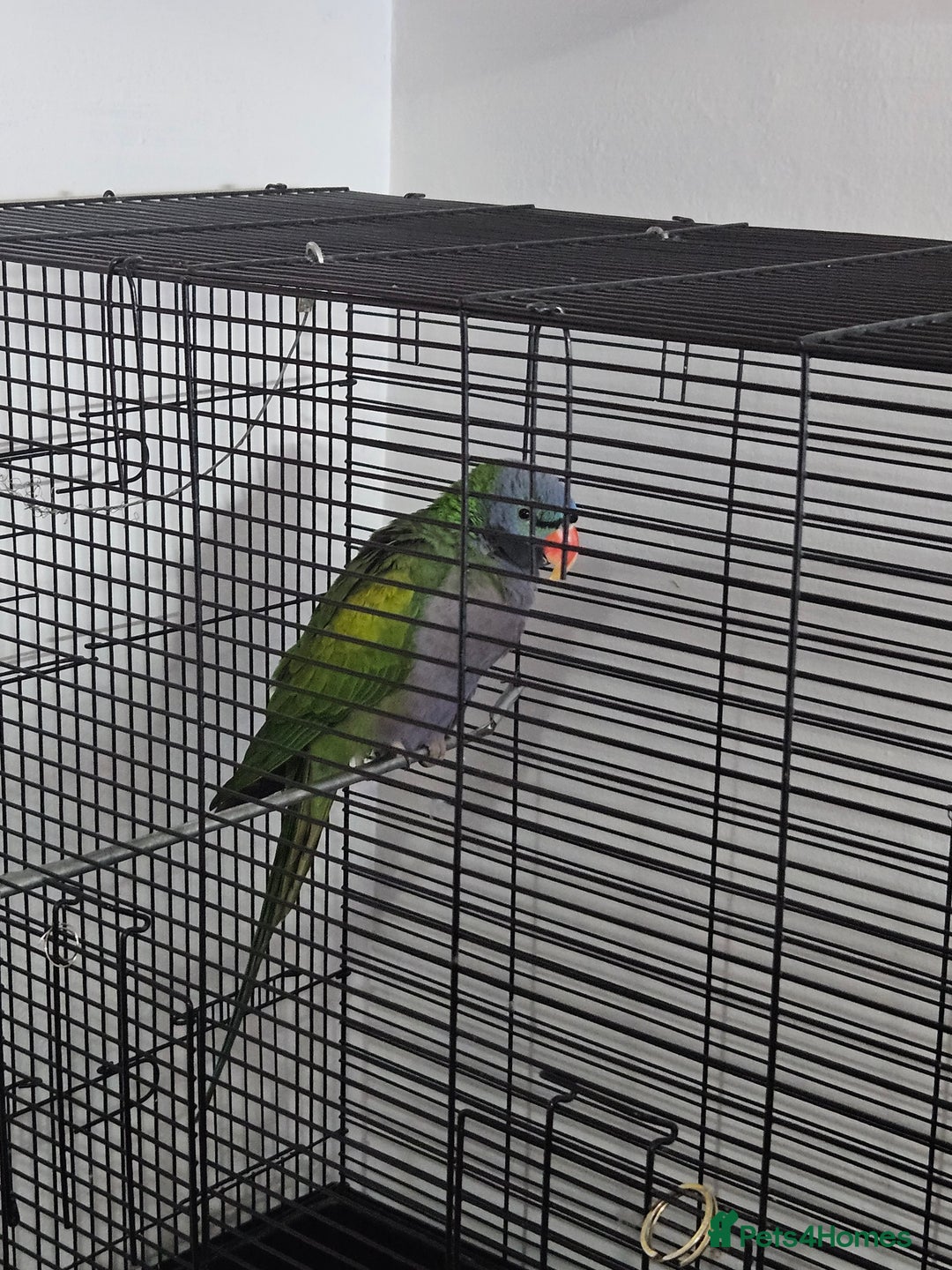 Parrots birds for sale: Parrot - Image 3
