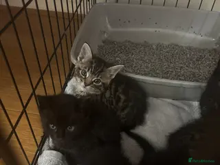 Bengal cats Bengal kittens - Advert 1