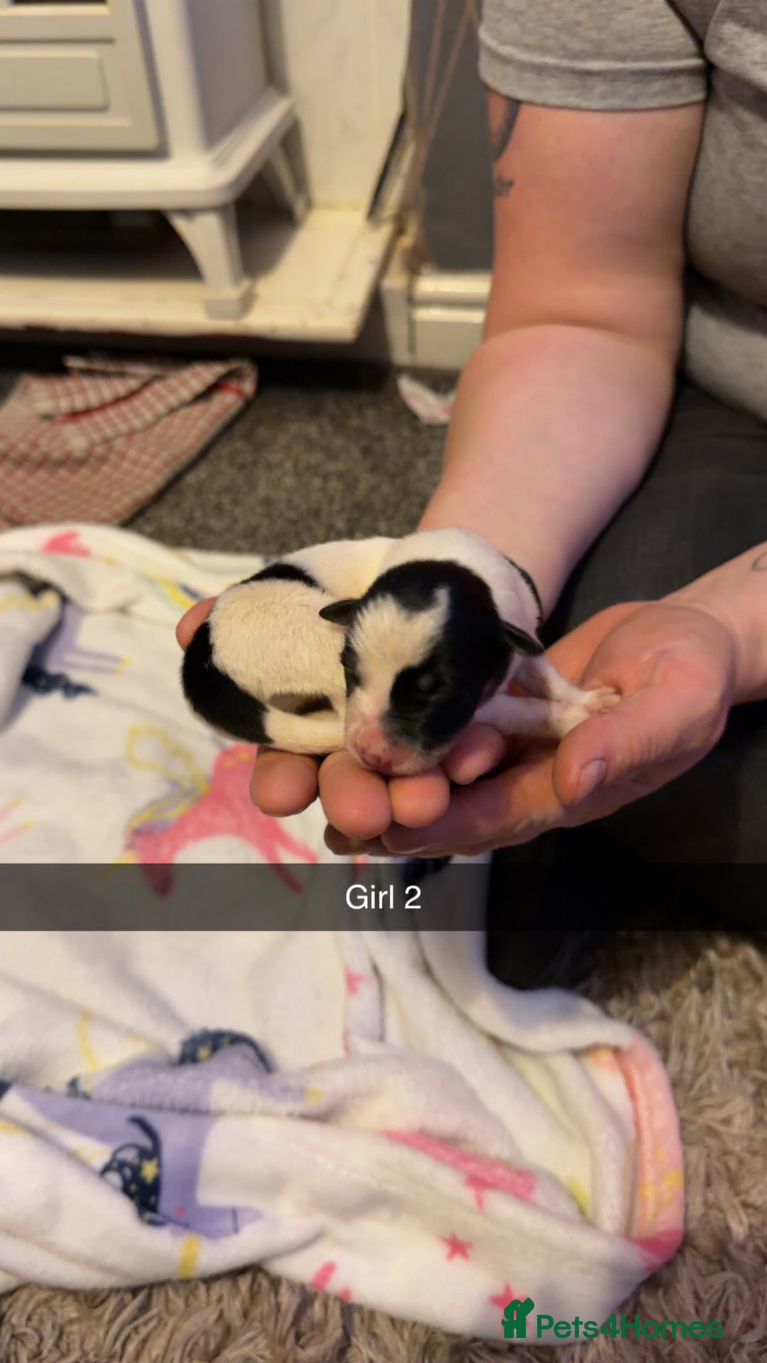 Border Collie dogs for sale: 10 amazing puppies - Advert 17