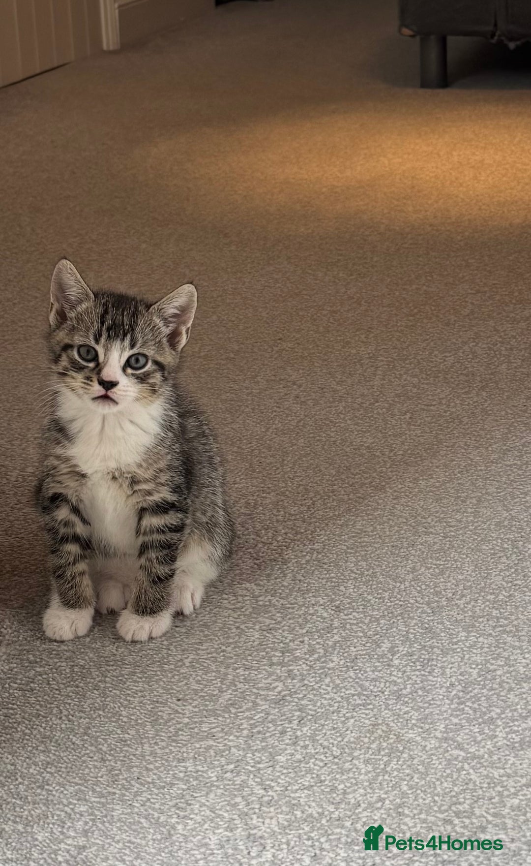 Oriental cats for sale: 4 beautiful kittens  - Image 1