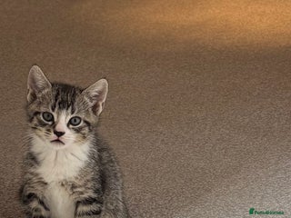 Oriental cats - Advert 4