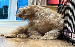 Cockapoo dogs for sale: Healthy Cockapoos boys fully vaccinated  - Image 12