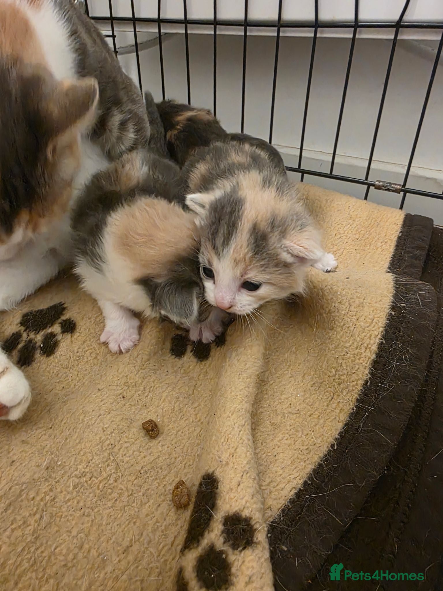 Mixed Breed cats 2 kittens for sale  - Advert 1