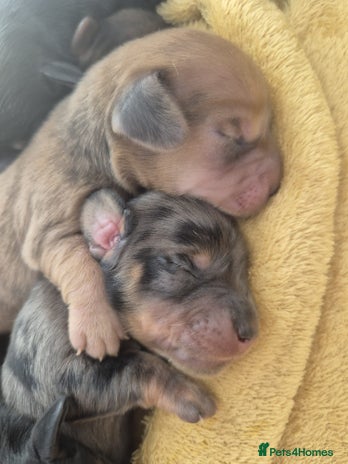 Miniature Dachshund dogs - Advert 1