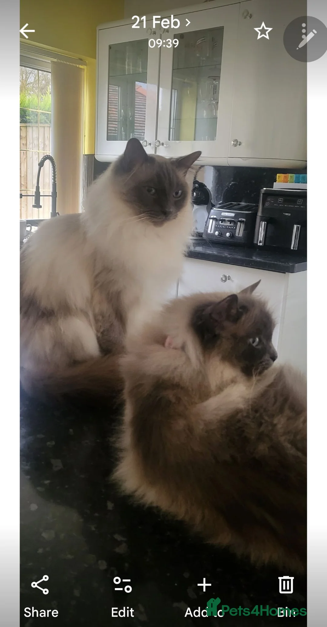 Ragdoll cats for sale: Beautiful Mischievous Ragdoll Boys. - Advert 2