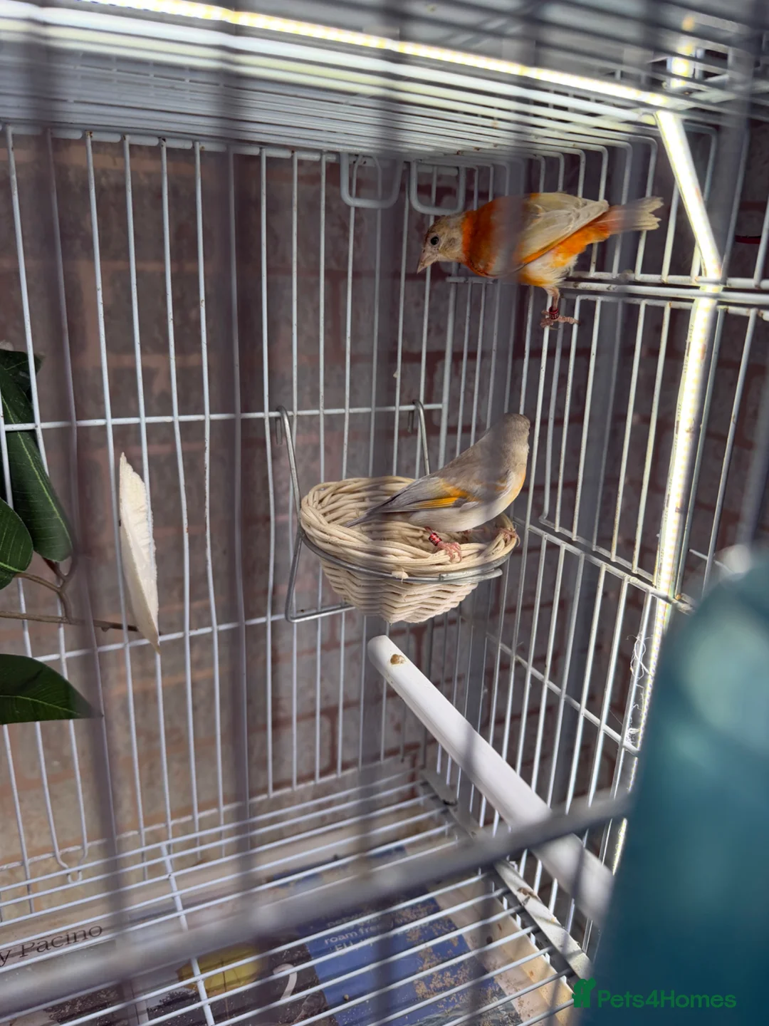 Finches birds for sale: Siskin  in London - Advert 4