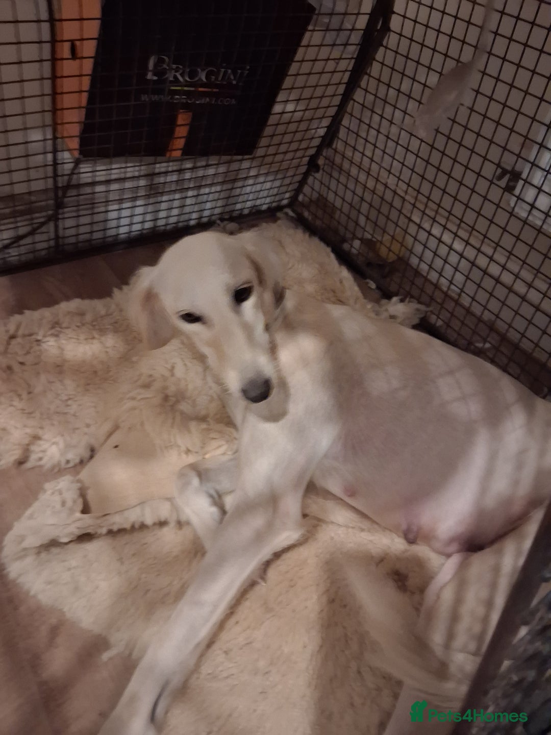 Mixed Breed dogs for sale: Saluki puppies - Advert 8