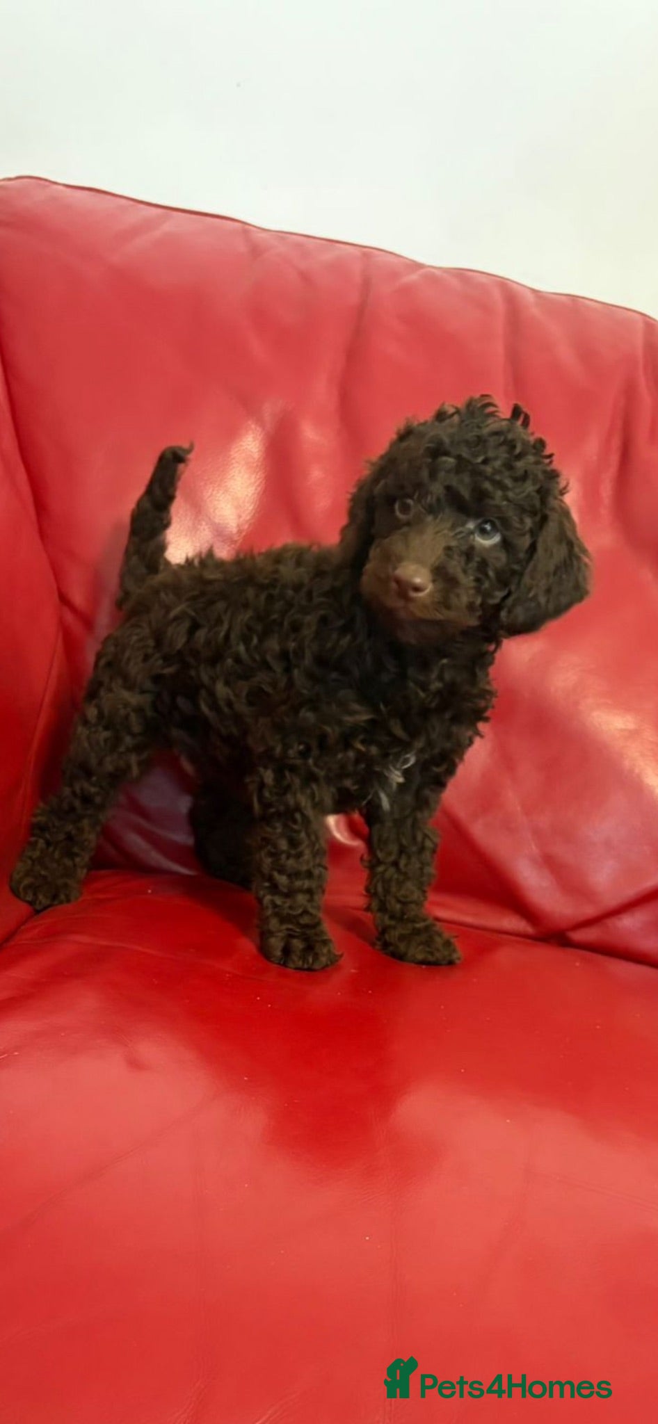 Miniature Poodle dogs  Pure Bred Miniature Poodles - Advert 8