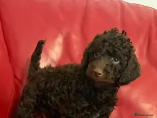 Miniature Poodle dogs Pure Bred Miniature Poodles - Advert 2