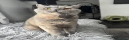 British Shorthair cats for sale: GCCF registered beautiful tortoise female  - Advert 4