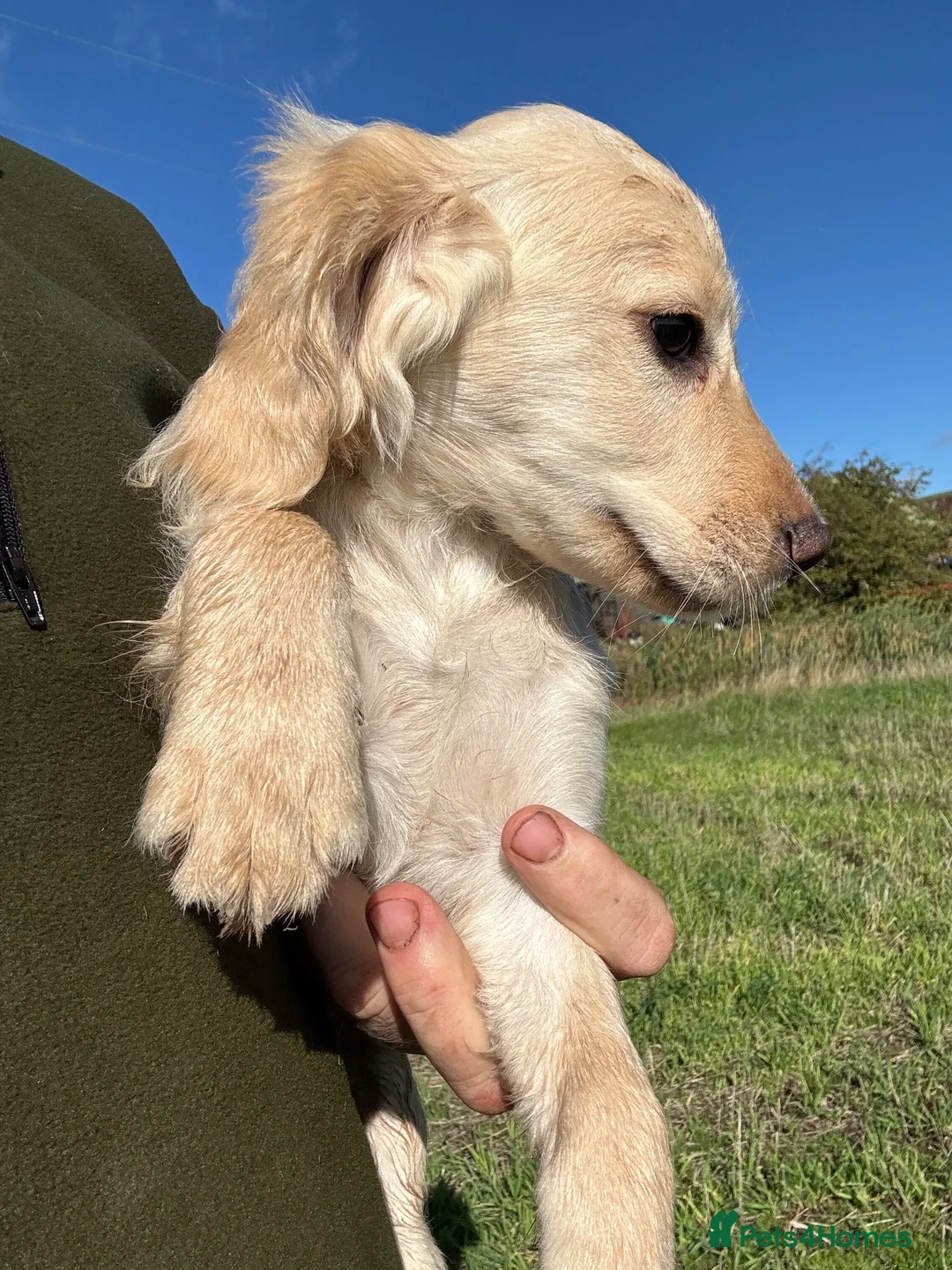Sprocker dogs for sale: Stunning Sprocker Pups - Advert 2