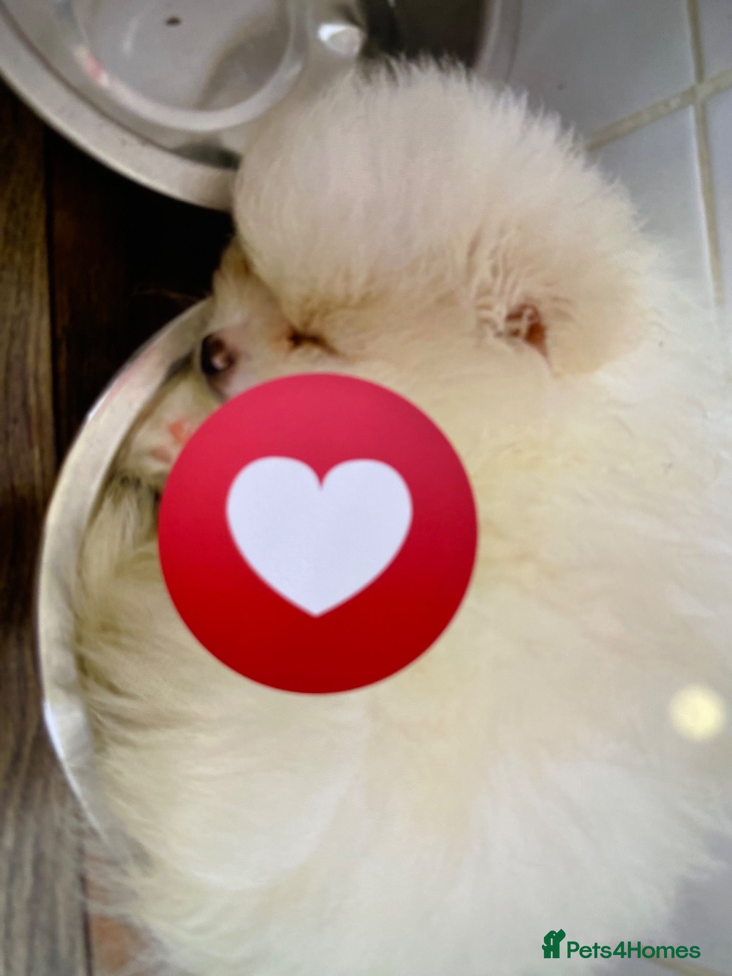 Pomeranian dogs POM POM POM  - Advert 1