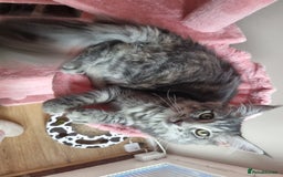 Maine Coon cats for sale: Female Maincoon  - Image 2
