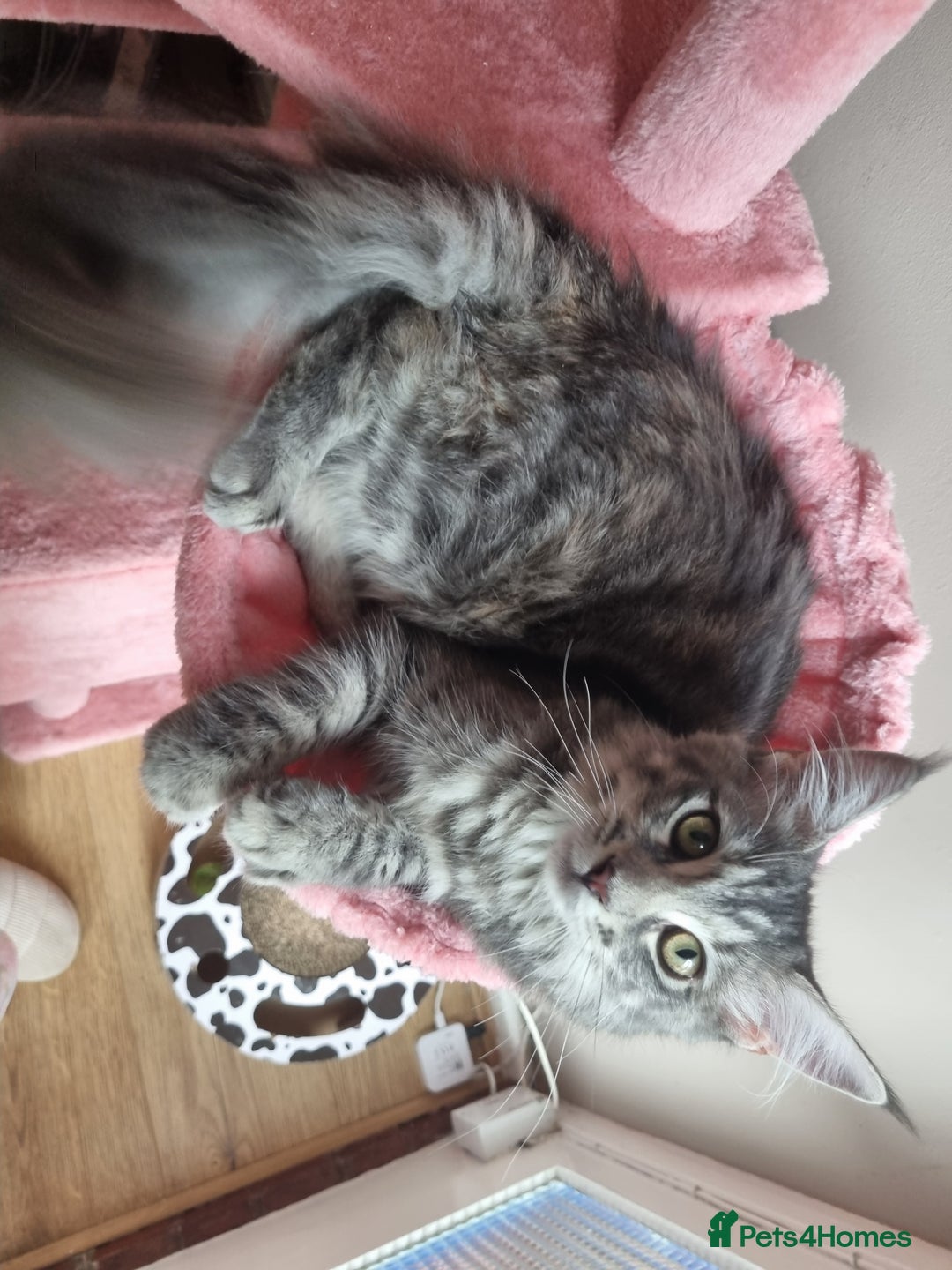Maine Coon cats for sale: Female Maincoon  - Image 2
