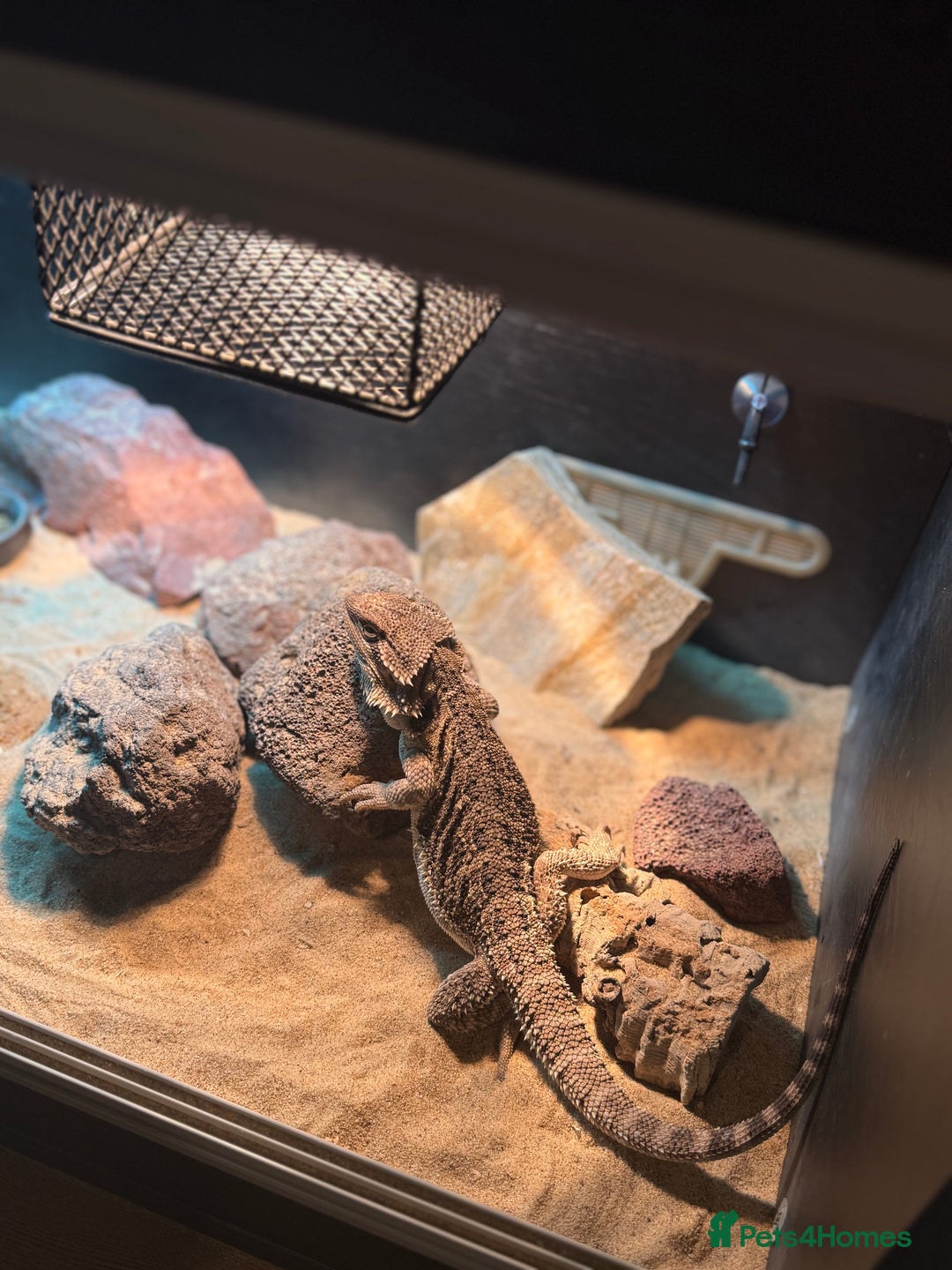 Bearded Dragon reptiles for sale: 4-Month-Old Bearded Dragon for Sale – Full Set up - Advert 4
