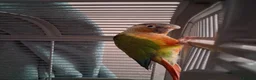 Conures birds for sale: 2 Green cheeked conures for sale in Aylesbury - Advert 2